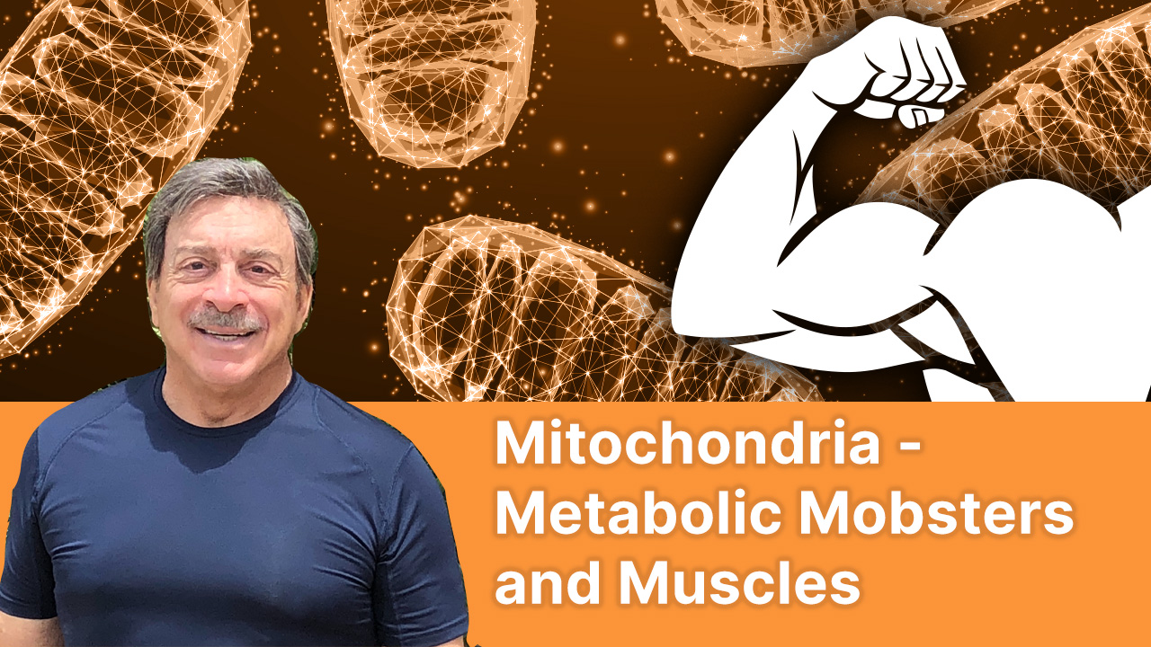 mitochondria-metabolic-mobsters-and-muscles