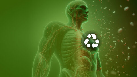 Autophagy, Cells’ Recycling System for Health and Longevity